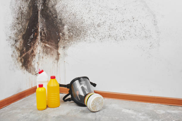 Best Crawl Space Mold Removal  in Huntington Bay, NY