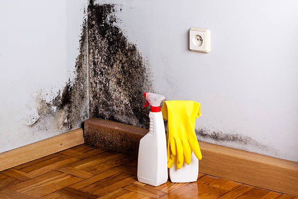 Attic Mold Removal in Huntington Bay, NY